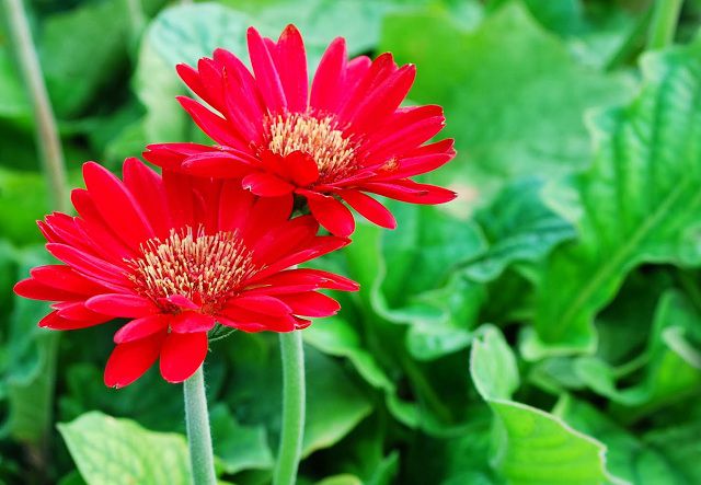 Hoa cúng ngày vía thần tài - Hoa Đồng Tiền