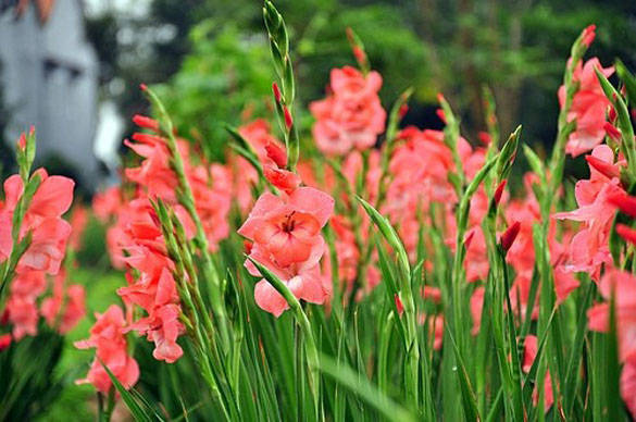 Hoa cúng ngày vía thần tài - Hoa Lay Ơn