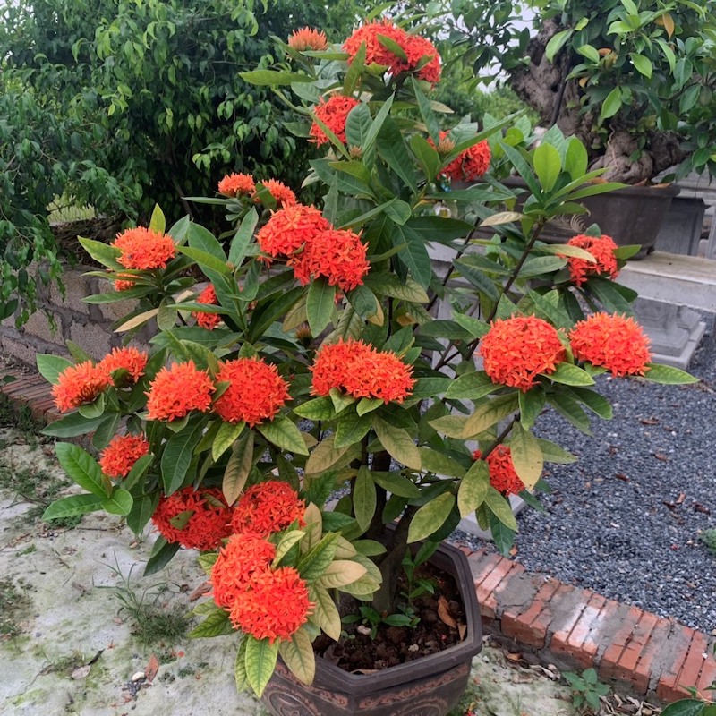 Hoa cúng ngày vía thần tài - Hoa Mẫu Đơn